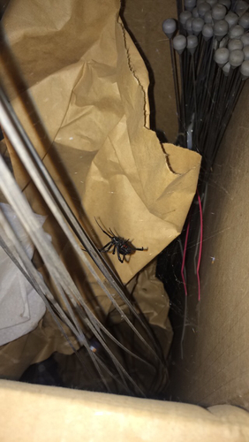 iNaturalist observation photo of Western Black Widow