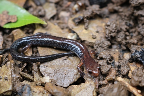 Southern Zigzag Salamander