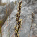 Tetraria flexuosa - Photo (c) Chris Whitehouse, todos los derechos reservados, subido por Chris Whitehouse