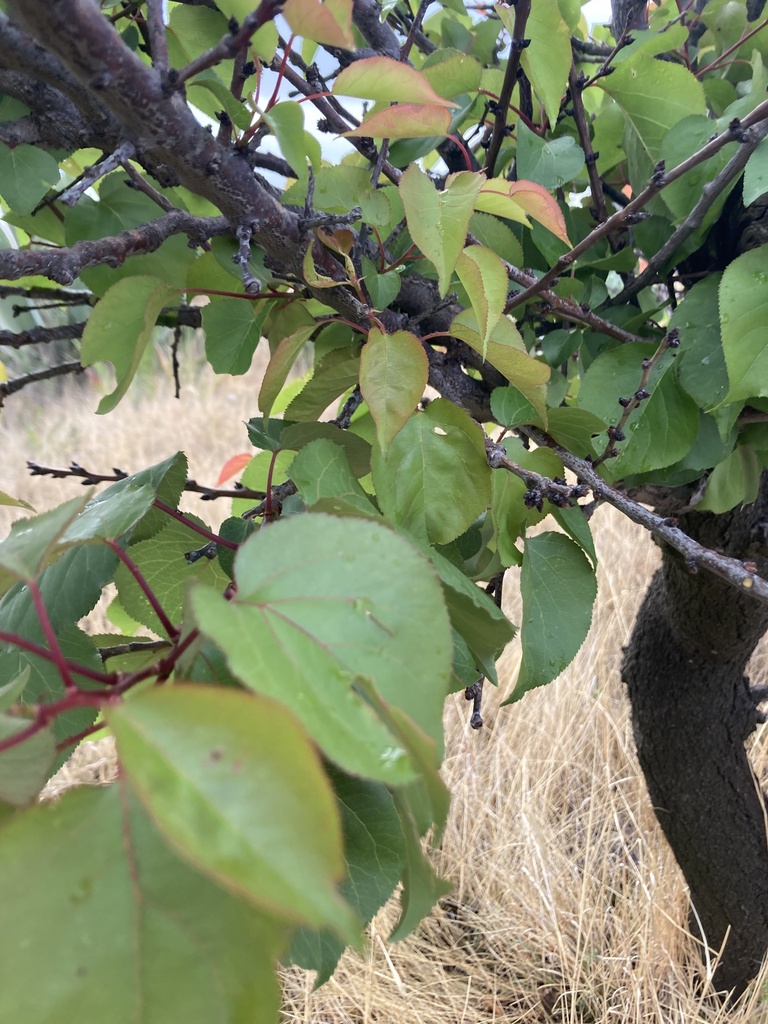 apricot from Tepotzotlán, México, MX on April 12, 2023 at 0743 AM by