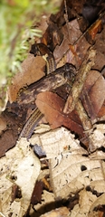 Tantilla reticulata image