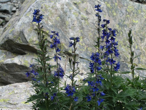 Alpine Larkspur