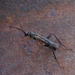 Helcon - Photo (c) Konstantin, all rights reserved, uploaded by Konstantin