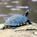 Yellow-bellied Slider - Photo (c) flyfish3x, all rights reserved