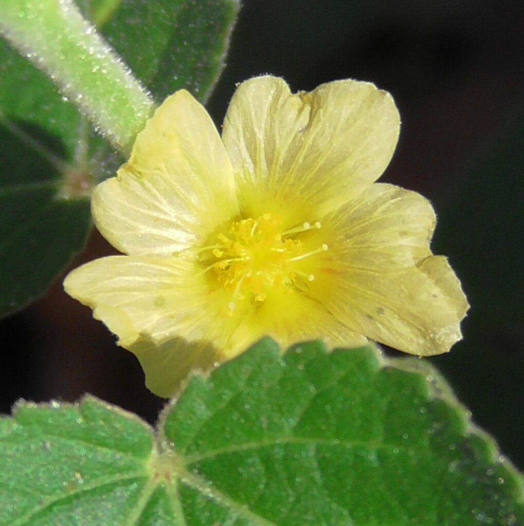 flannel weed from Watsonville QLD 4887, Australia on April 12, 2023 at ...