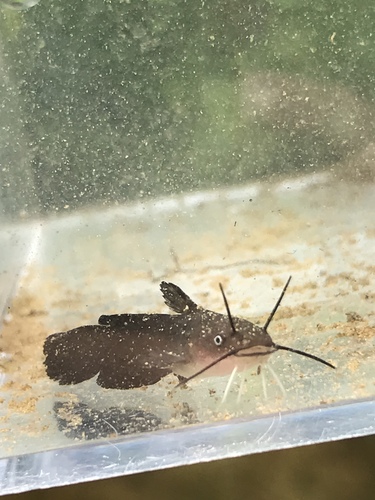 Yellow Bullhead