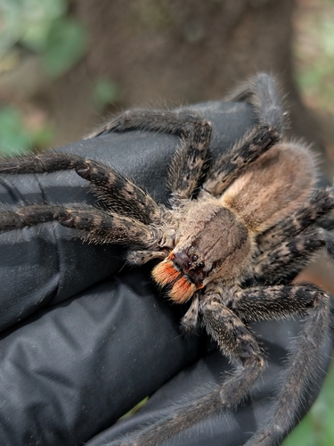 Red-faced Bromeliad Spider
