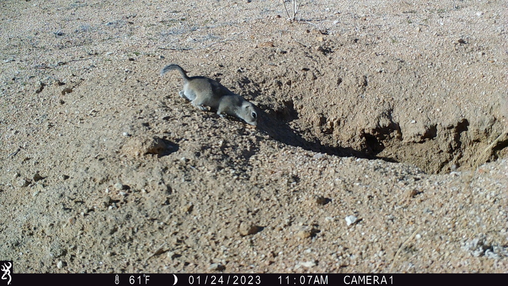 Mohave Ground Squirrel in January 2023 by Eric Schniter. 1107:012423