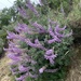 Lupinus paynei - Photo (c) basidio-subbedhunter, all rights reserved