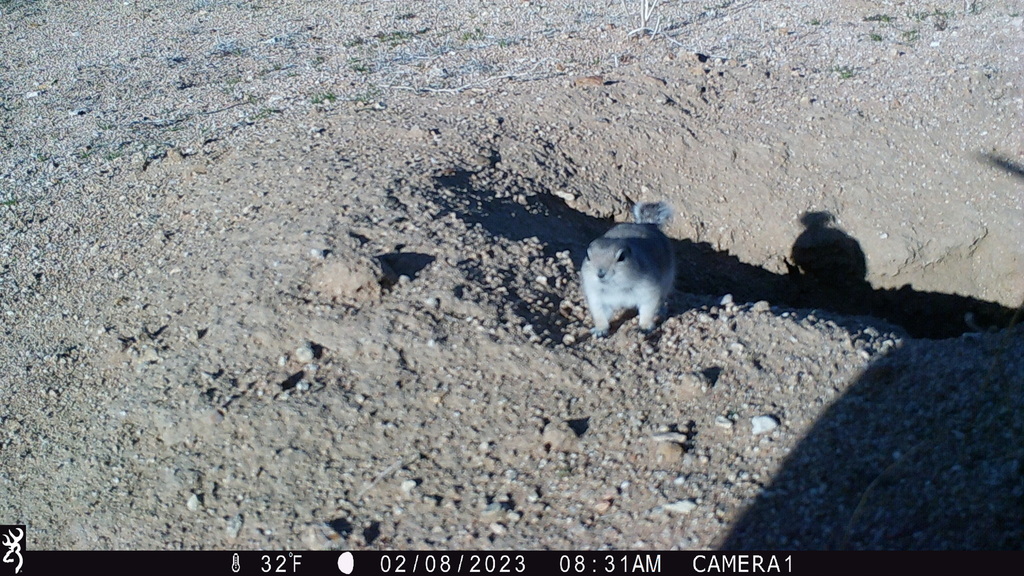 Mohave Ground Squirrel in February 2023 by Eric Schniter. 0831:020823