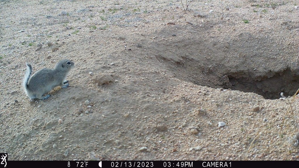 Mohave Ground Squirrel in February 2023 by Eric Schniter. 1549:021323