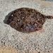 Pacific Leopard Flounder - Photo (c) daniel_arce, all rights reserved, uploaded by daniel_arce
