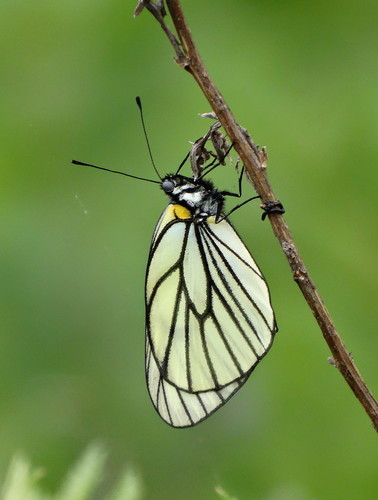 Aporia hippia