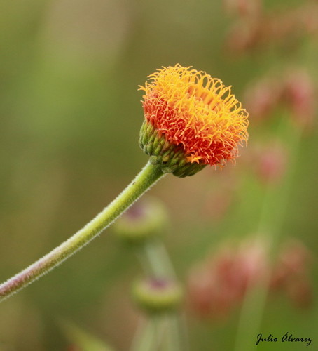 Verbesina crocata