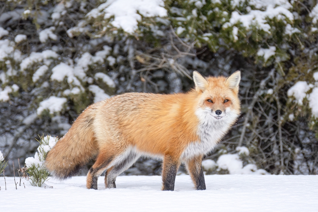 Red Fox from Gogama, ON P0M 1W0, Canada on March 18, 2023 at 0933 AM by Jessica · iNaturalist