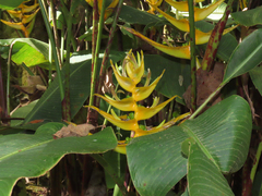 Heliconia lankesteri image