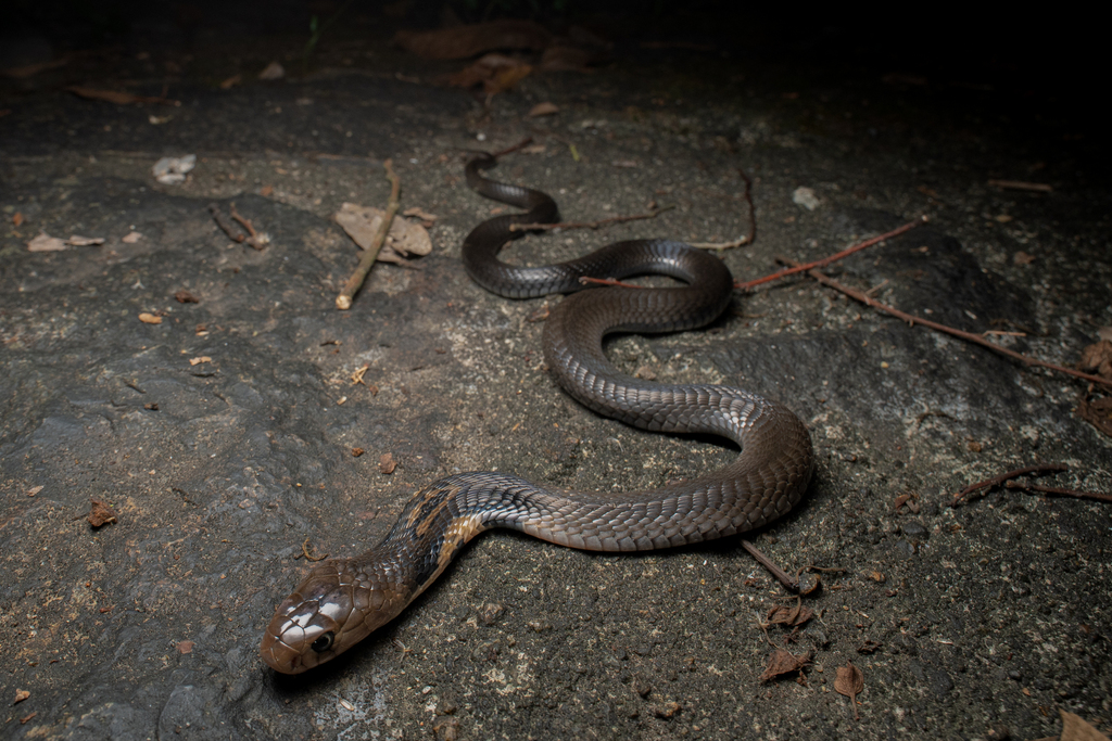 Chinese Cobra From Hong Kong On April 12, 2023 At 11:35 Pm By Pasteur 