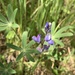 Big Pod Lupine - Photo (c) Michele Stanton, all rights reserved, uploaded by Michele Stanton