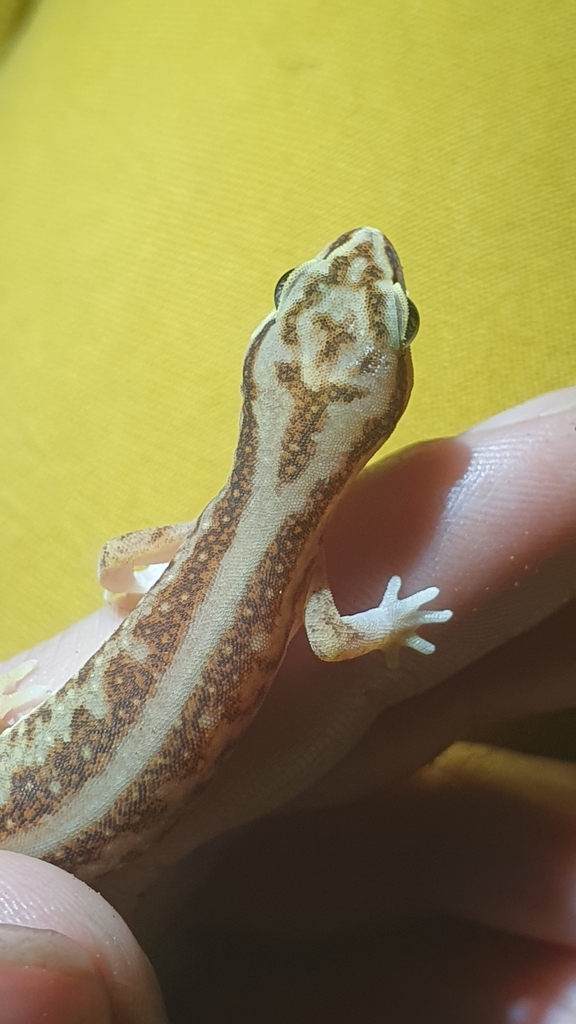 Crowned Gecko from Ghan NT 0872, Australia on April 12, 2023 at 07:51 ...