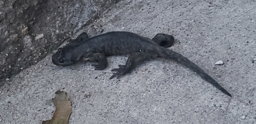 Western Tiger Salamander