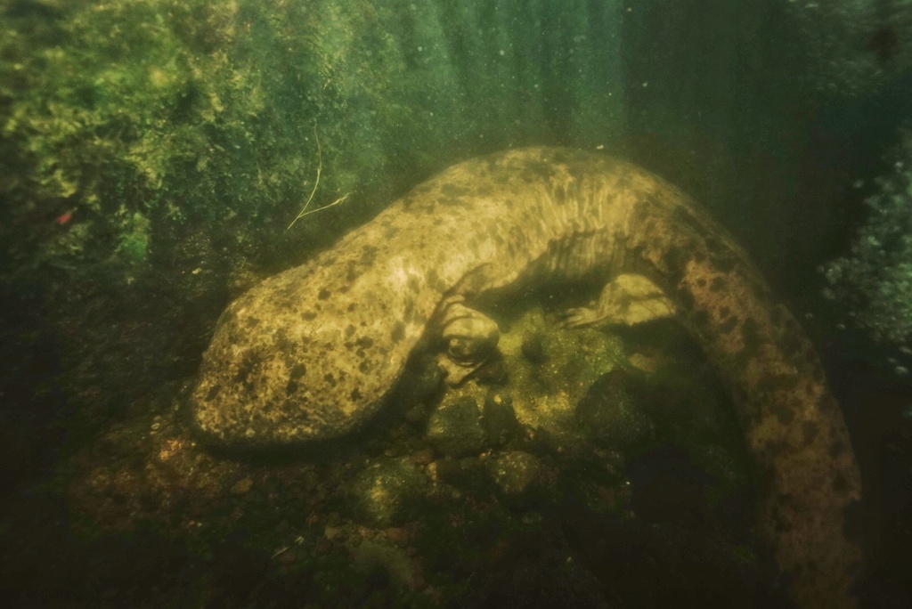 Japanese Giant Salamander in April 2023 by Kenneth Chin · iNaturalist