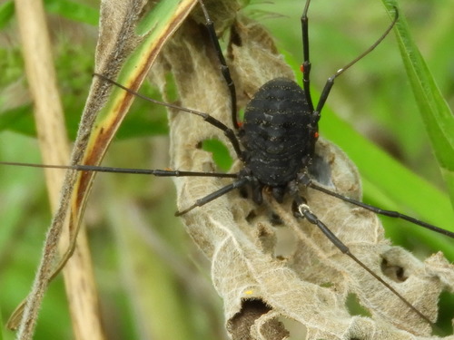 Diguetinus raptator