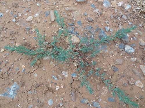 Polycnemum arvense