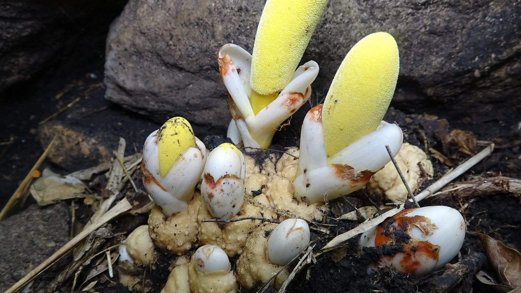Balanophora latisepala (Balanophora latisepala)