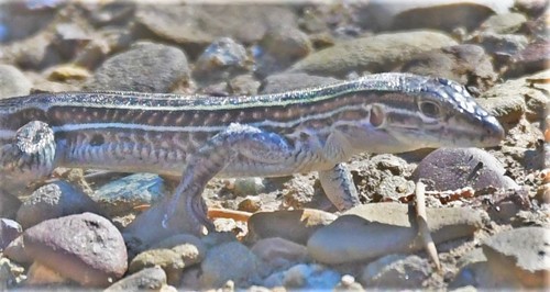 Chihuahuan Spotted Whiptail