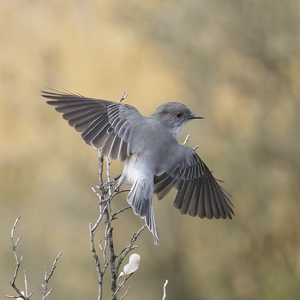 Pyrope pyrope pyrope from Aguas de Ramon on April 12, 2023 at 08:57 AM ...