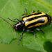 Alligatorweed Flea Beetle - Photo (c) Chris Rorabaugh, all rights reserved, uploaded by Chris Rorabaugh
