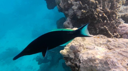Red Sea Bird Wrasse — seen at this dive site