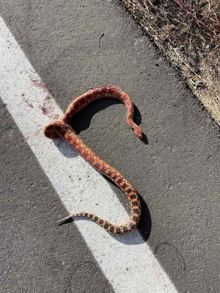 Cape Gopher Snake in April 2023 by El Andariego · iNaturalist