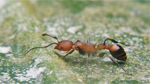 Nesomyrmex sculptiventrisNesomyrmex sculptiventris