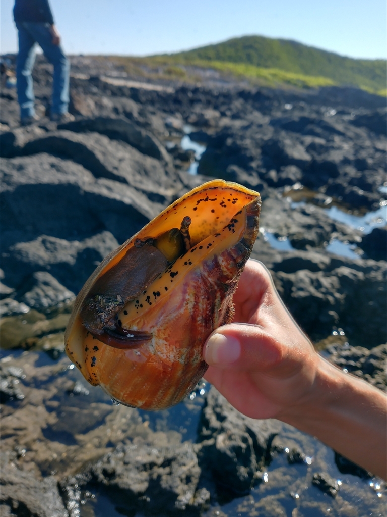 Eastern Pacific Giant Conch from Santiago Ixcuintla, Nayarit, Mexico on ...