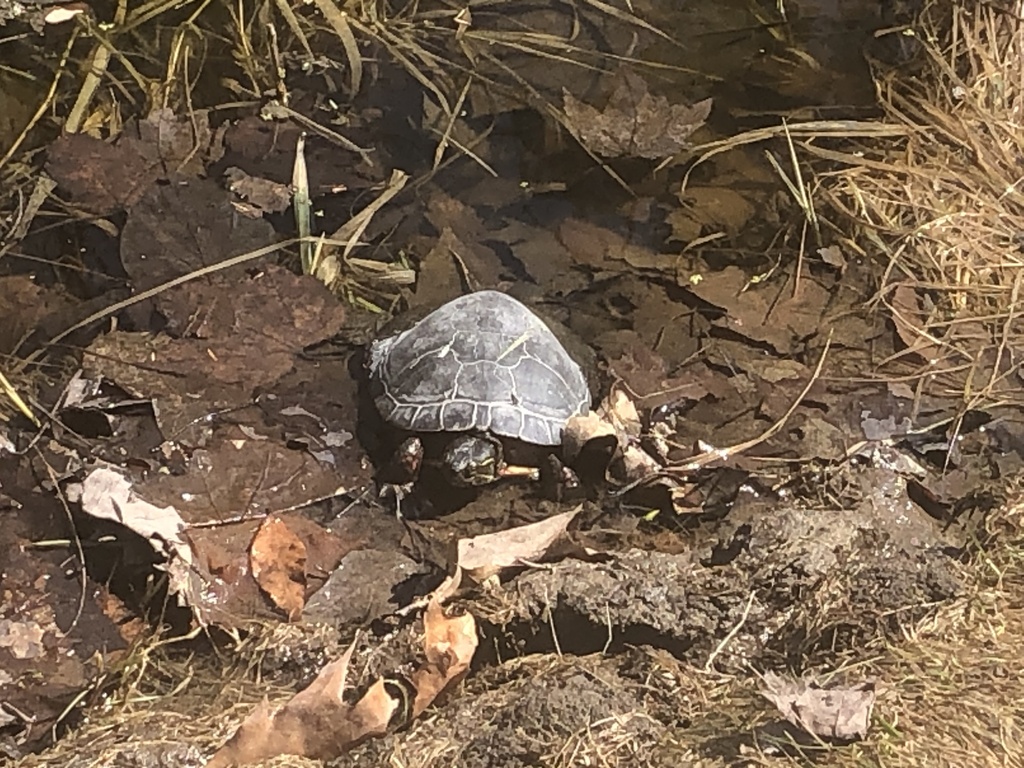 Painted Turtle from West Island, VaudreuilDorion, QC, CA on April 13