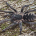 Acanthopelma - Photo (c) Benjamin Gorfer, todos los derechos reservados, subido por Benjamin Gorfer