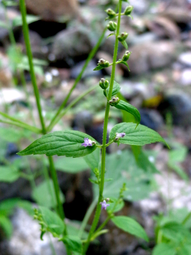 tropical bushmint (Cantinoa mutabilis) · iNaturalist