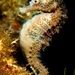 Observation photo