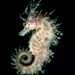 Observation photo