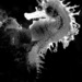 Observation photo