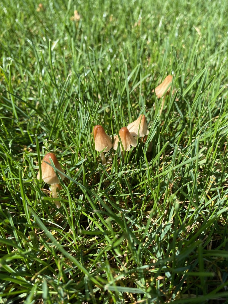 Fungi Including Lichens from North Island, Auckland, Auckland, NZ on