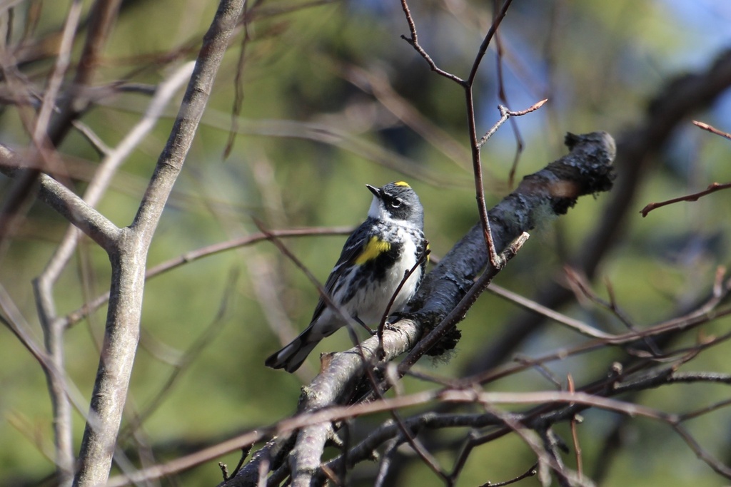 Yellow-rumped Warbler from Amherst Point Bird Sanctuary, Cumberland, NS ...