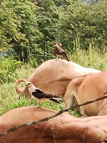 Yellow-headed Caracara