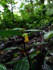 Gasteranthus wendlandianus image