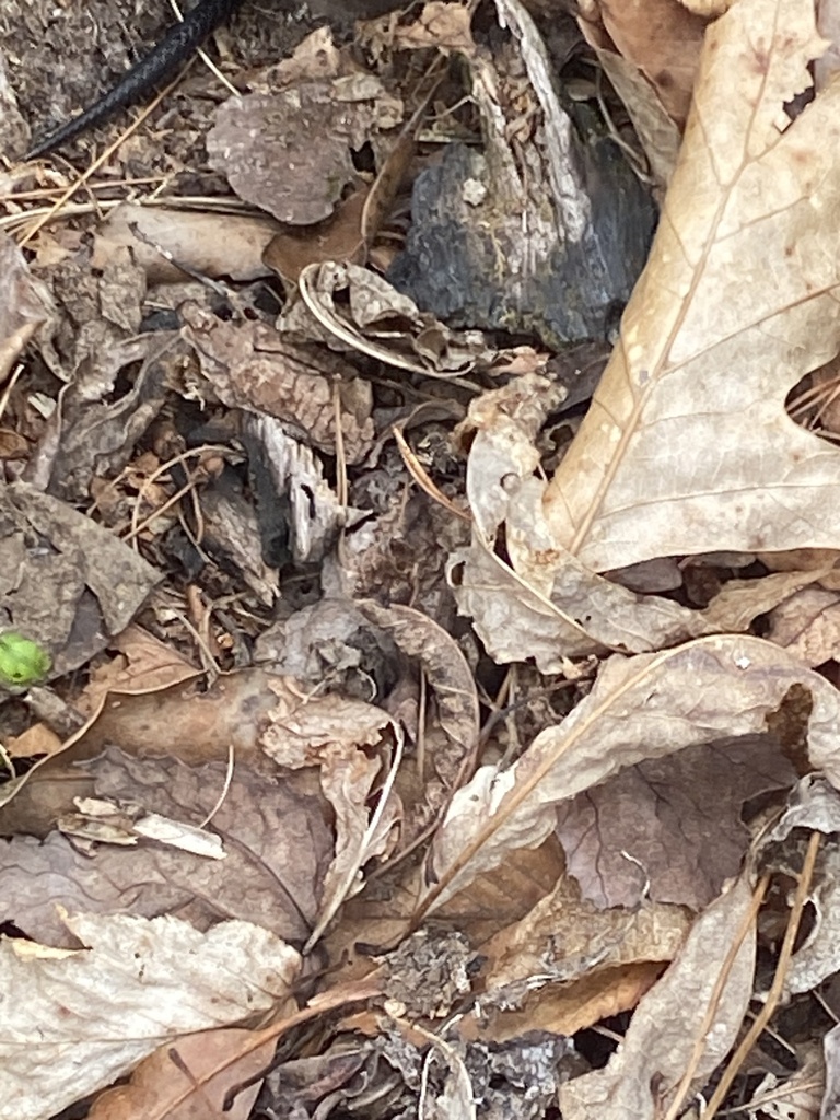 Colubrid Snakes from Nantahala National Forest, Robbinsville, NC, US on ...