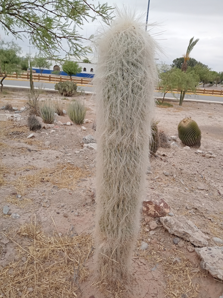 Old Man Cactus In April 2023 By Abner Aguirre Jard N Bot Nico De La   Large 