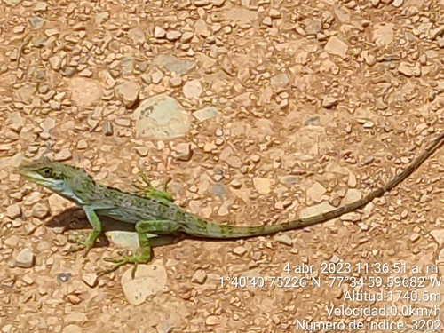 Fraser's Anole