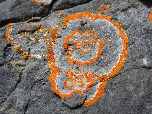 Rock Jewel Lichen