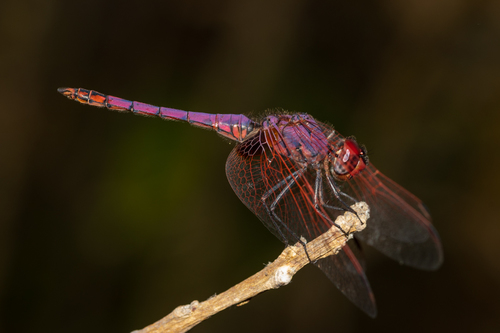 Violet Dropwing